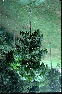 APII jpeg image of Davidsonia pruriens  © contact APII
