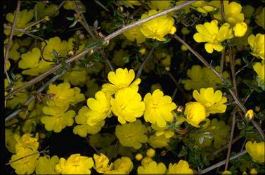 APII jpeg image of Hibbertia empetrifolia  © contact APII