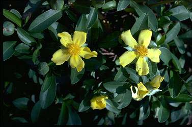 APII jpeg image of Hibbertia scandens  © contact APII