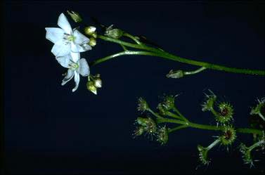 APII jpeg image of Drosera stolonifera  © contact APII