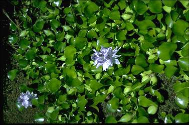 APII jpeg image of Eichhornia crassipes  © contact APII