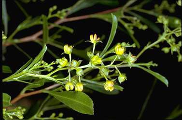 APII jpeg image of Dodonaea viscosa  © contact APII