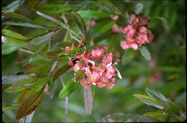 APII jpeg image of Dodonaea viscosa  © contact APII