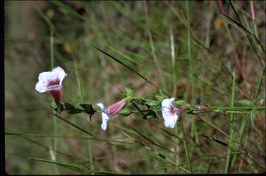 APII jpeg image of Centranthera cochinchinensis  © contact APII