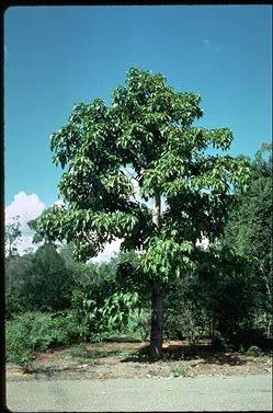 APII jpeg image of Brachychiton acerifolius  © contact APII