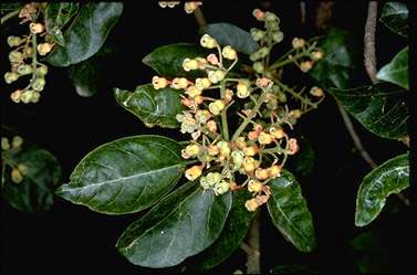 APII jpeg image of Sterculia quadrifida  © contact APII