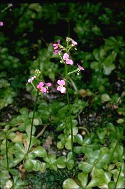 APII jpeg image of Stylidium debele  © contact APII