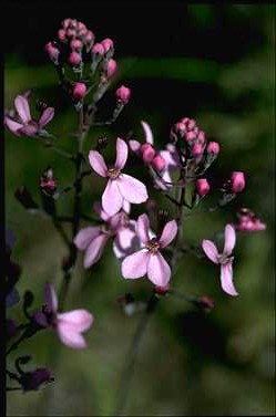 APII jpeg image of Stylidium striatum  © contact APII