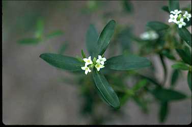 APII jpeg image of Pimelea drupacea  © contact APII