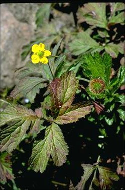 APII jpeg image of Geum urbanum var. strictum  © contact APII