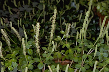 APII jpeg image of Peperomia tetraphylla  © contact APII