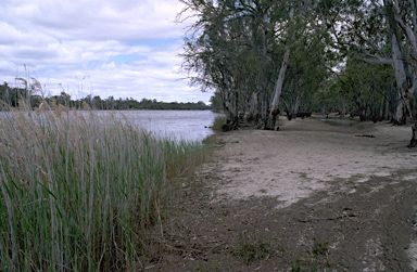 APII jpeg image of Phragmites australis,<br/>Eucalyptus camaldulensis  © contact APII