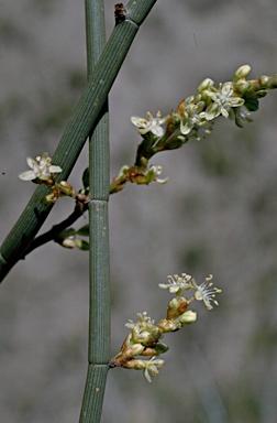 APII jpeg image of Muehlenbeckia cunninghamii  © contact APII