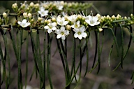 Myoporum floribundus - click for larger image