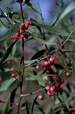 APII jpeg image of Myoporum montanum  © contact APII