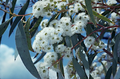 APII jpeg image of Eucalyptus pauciflora subsp. pauciflora  © contact APII