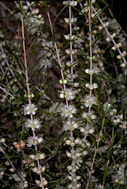 APII jpeg image of Hypocalymma angustifolium  © contact APII