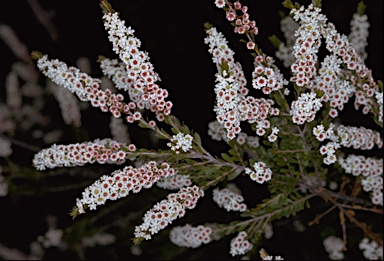 APII jpeg image of Thryptomene calycina  © contact APII