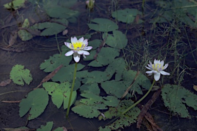 APII jpeg image of Nymphaea violacea  © contact APII