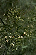 Jasminum lineare 