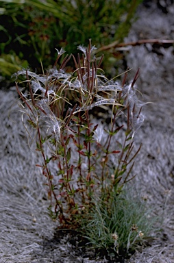 APII jpeg image of Epilobium gunnianum  © contact APII