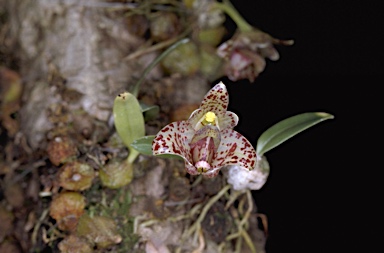 APII jpeg image of Bulbophyllum weinthalii  © contact APII