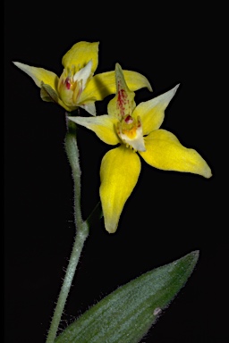 APII jpeg image of Caladenia flava  © contact APII