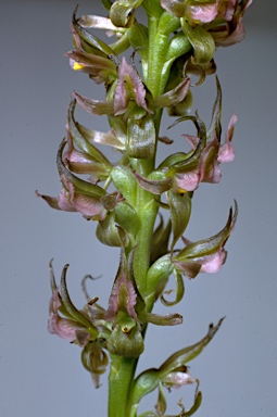 APII jpeg image of Prasophyllum frenchii  © contact APII