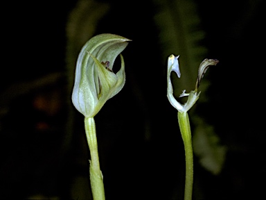 APII jpeg image of Pterostylis curta  © contact APII