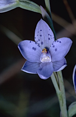 APII jpeg image of Thelymitra ixioides  © contact APII