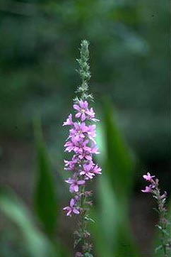 APII jpeg image of Lythrum salicaria  © contact APII