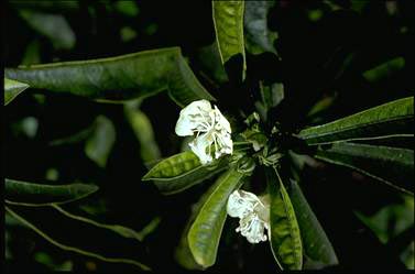 APII jpeg image of Macrostelia grandiflora subsp. macilwraithensis  © contact APII