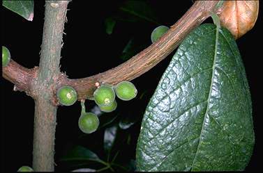 APII jpeg image of Ficus opposita  © contact APII