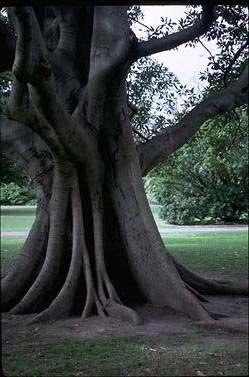 APII jpeg image of Ficus watkinsiana  © contact APII