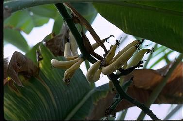 APII jpeg image of Musa acuminata subsp. banksii  © contact APII