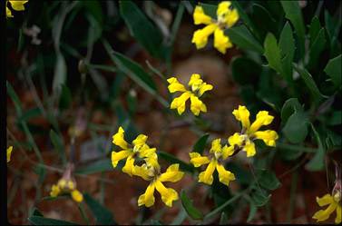 APII jpeg image of Goodenia glabra  © contact APII