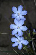 Orthrosanthus multiflorus - click for larger image