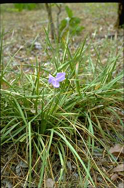 APII jpeg image of Patersonia macrantha  © contact APII