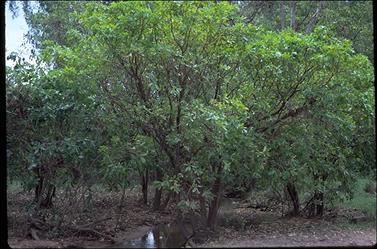 APII jpeg image of Barringtonia acutangula subsp. acutangula  © contact APII