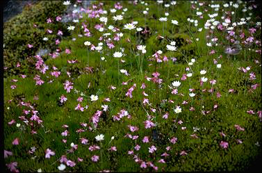 APII jpeg image of Polypompholyx multifida  © contact APII