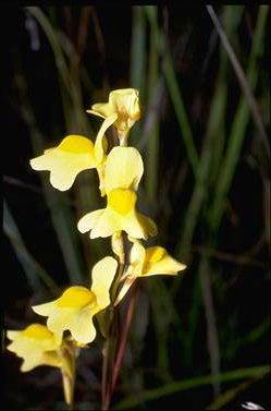 APII jpeg image of Utricularia chrysantha  © contact APII