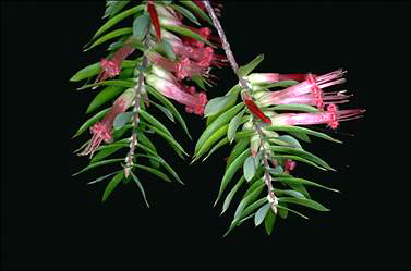 APII jpeg image of Styphelia tubiflora  © contact APII