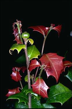 APII jpeg image of Alchornea ilicifolia  © contact APII