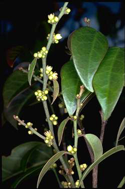 APII jpeg image of Cleistanthus hylandii  © contact APII