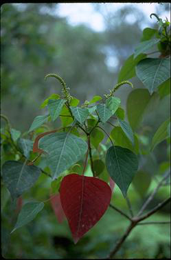 APII jpeg image of Homalanthus populifolius  © contact APII