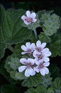 Pelargonium australe - click for larger image