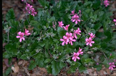 APII jpeg image of Pelargonium rodneyanum  © contact APII