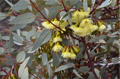 APII jpeg image of Eucalyptus pimpiniana  © contact APII