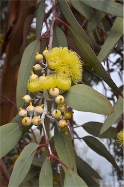 APII jpeg image of Eucalyptus woodwardii  © contact APII