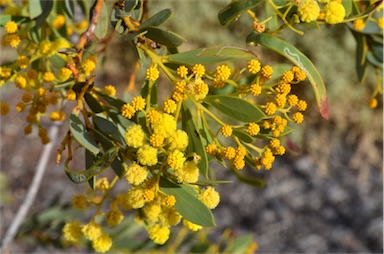 APII jpeg image of Acacia spooneri  © contact APII